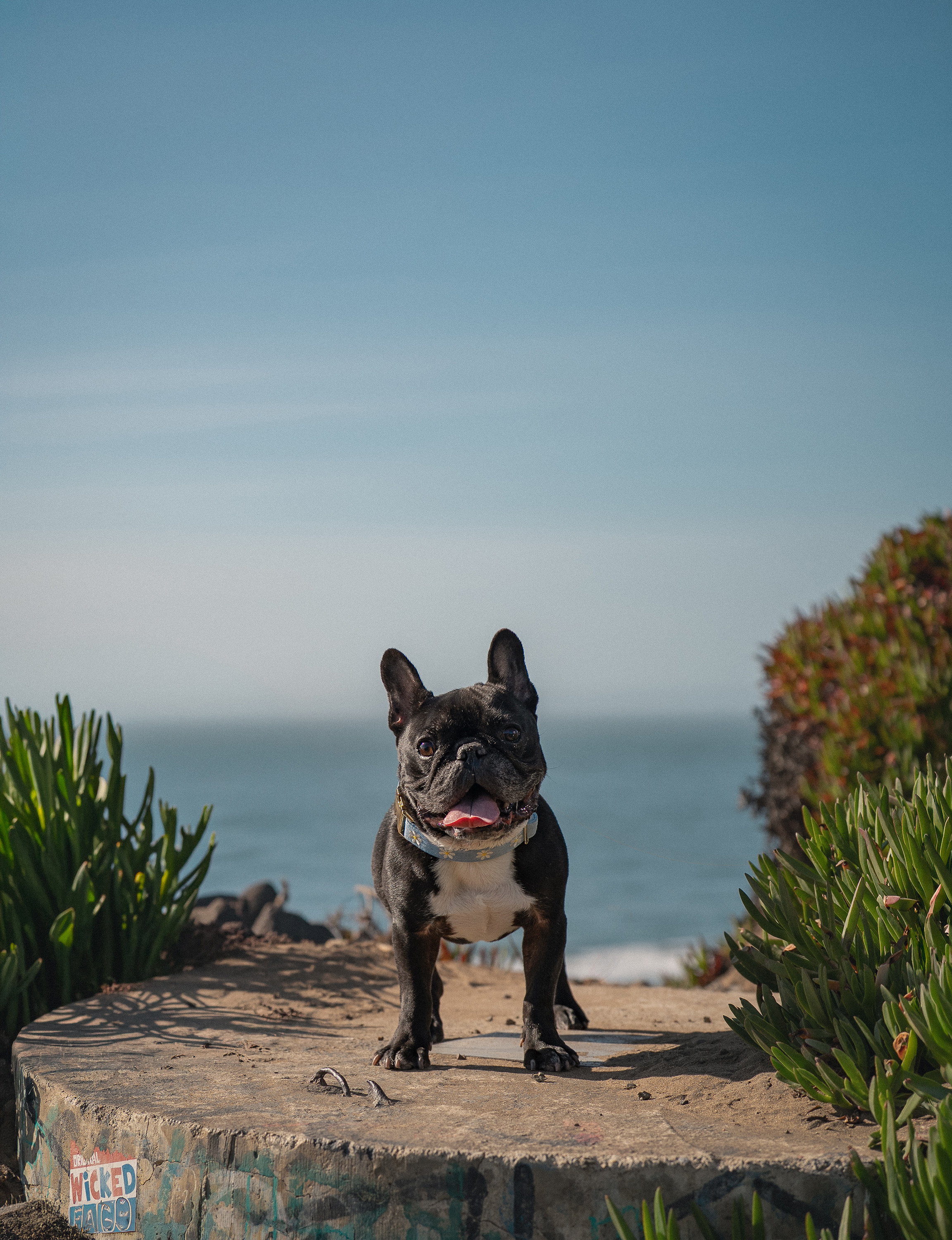 Butter the French Bulldog — Beach Session