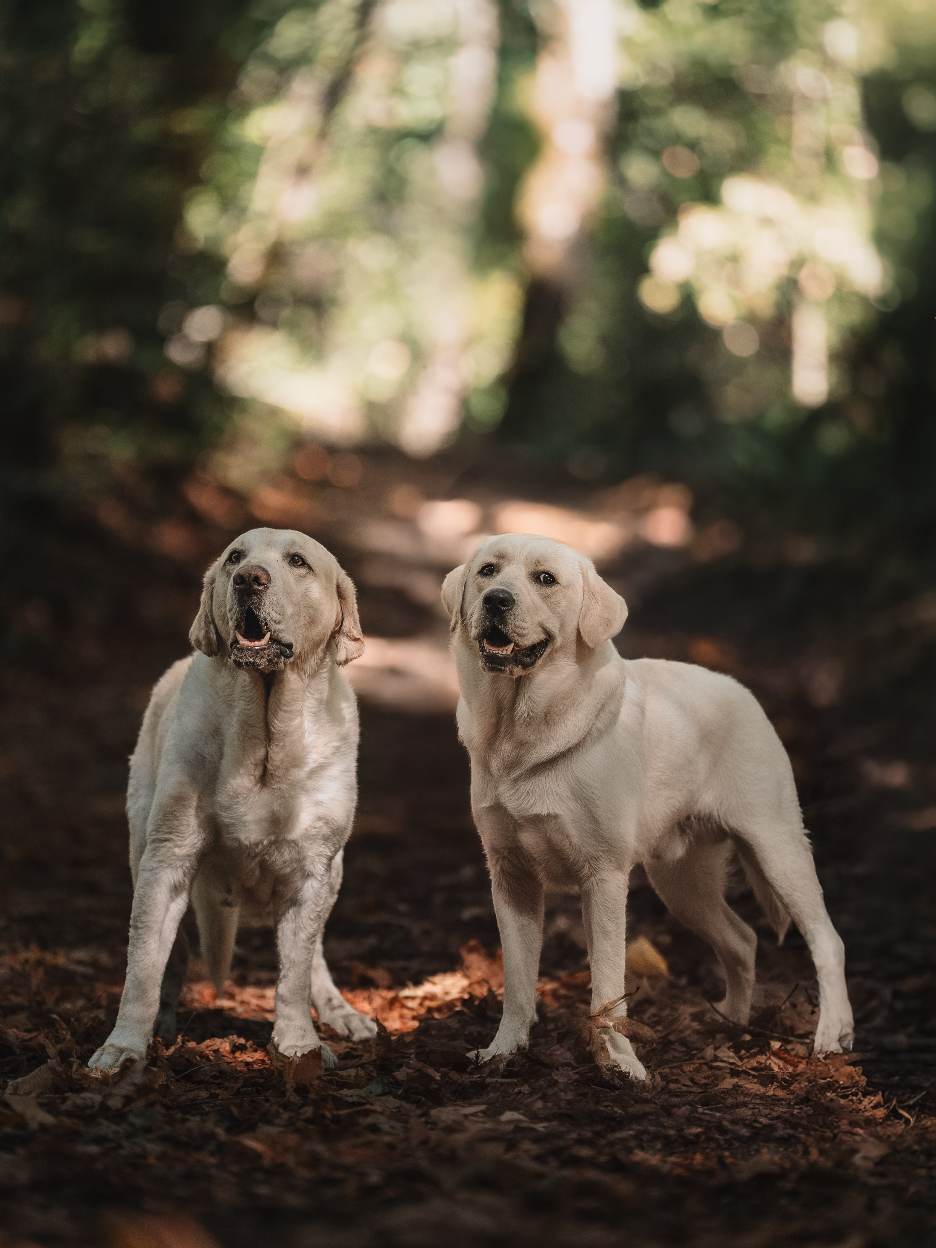 Two dogs on a forest trail with autumn foliage