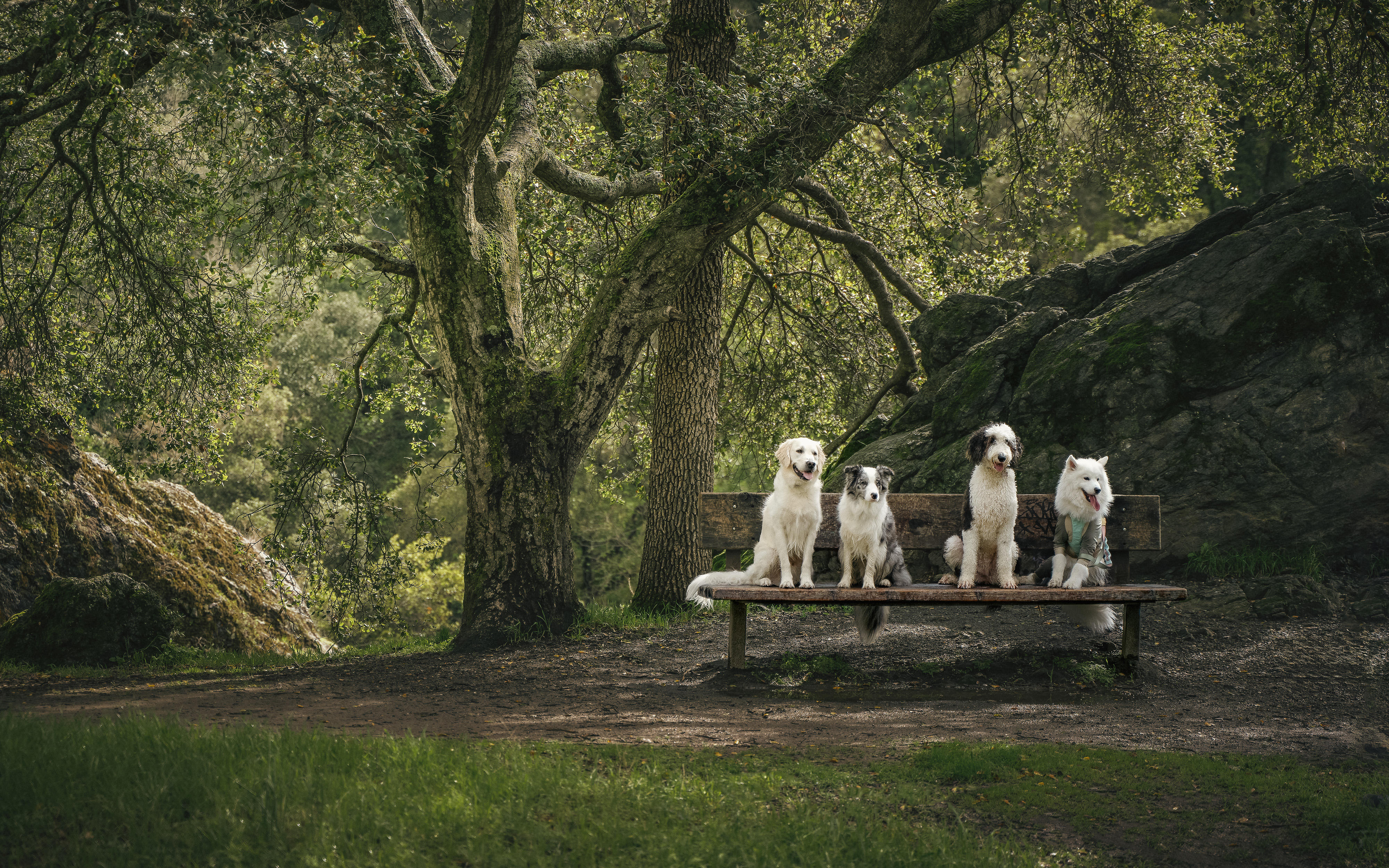 Four dogs sitting on a bench under a grand oak tree