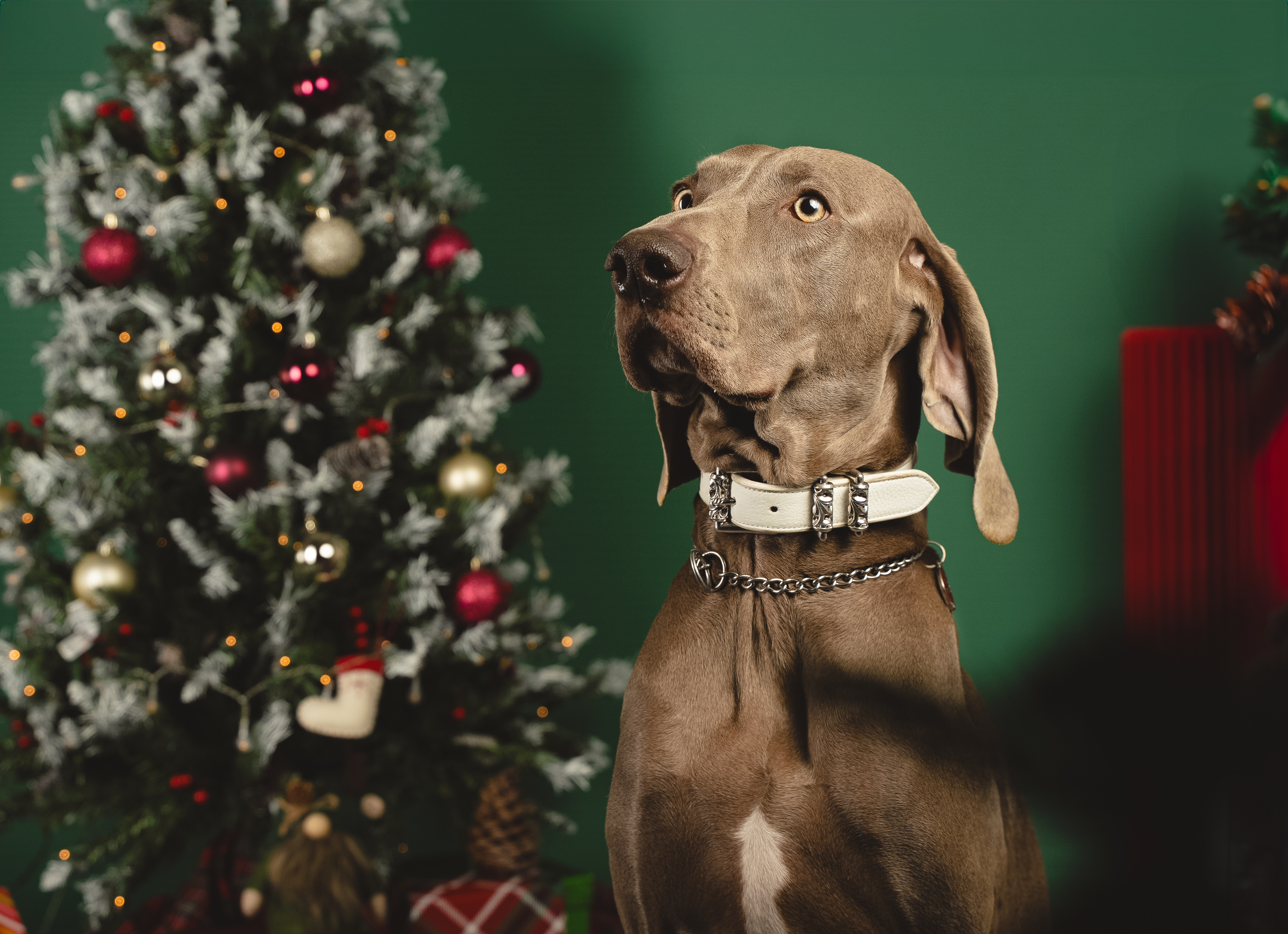 Weimaraner portrait with Christmas tree and holiday decor
