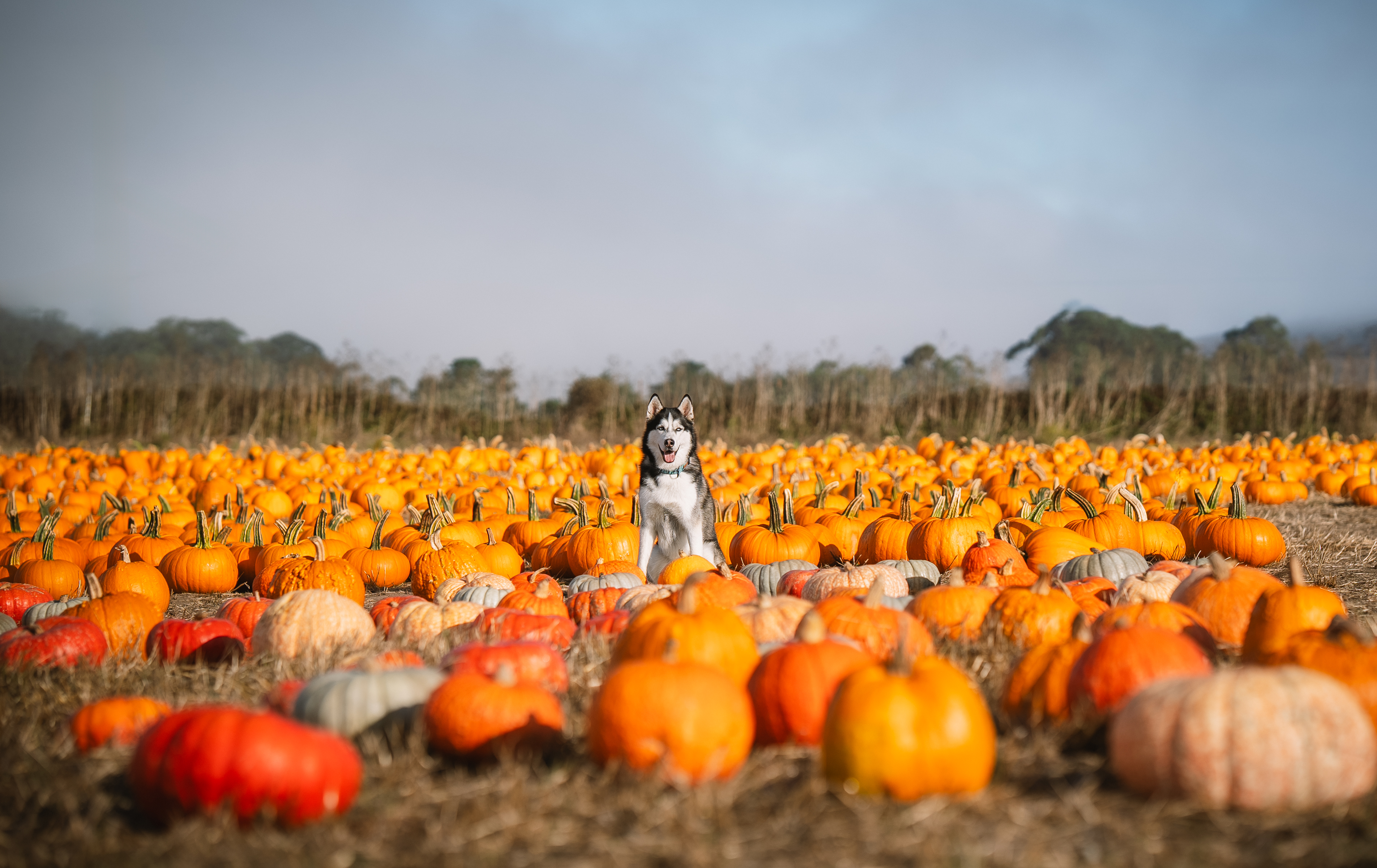 Husky sitting in a pumpkin patch on autumn day