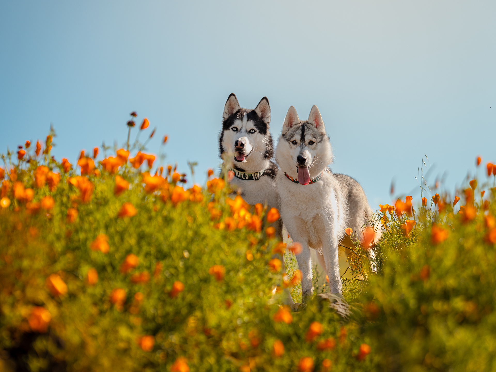 Two huskies standing in orange poppy flower field