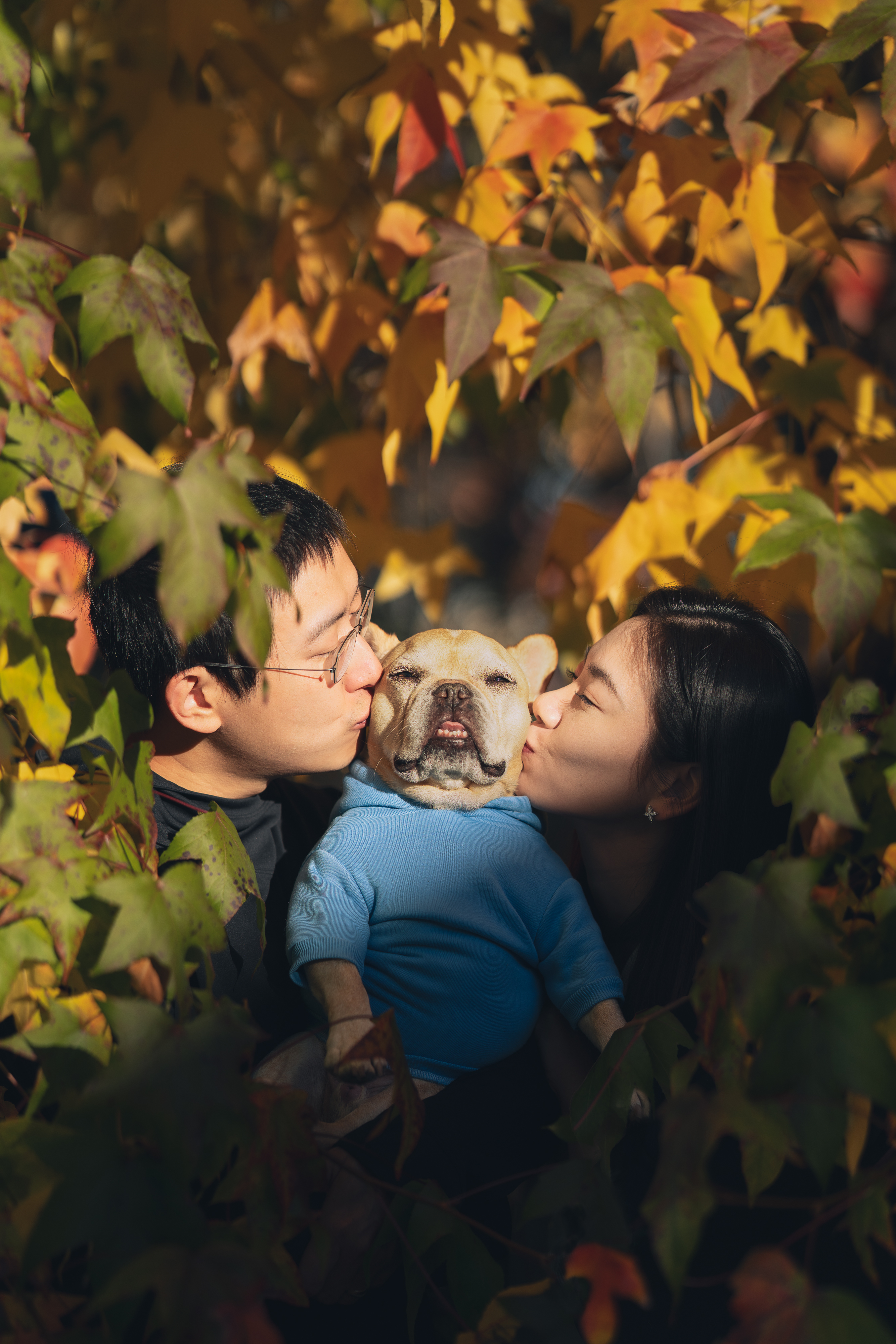 Couple kissing their French bulldog in a blue sweater among autumn leaves